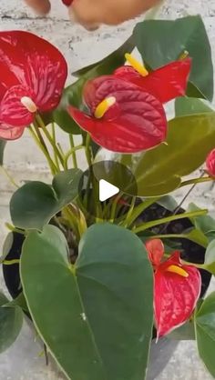 a plant with red flowers and green leaves on the ground next to someone's hand