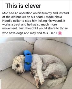 a white dog laying on top of a couch with a blue toy in it's mouth