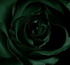 a large green rose is shown in this black and white photo