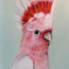 a pink and white bird with red feathers