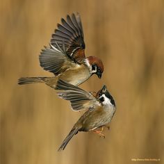 two small birds flying next to each other