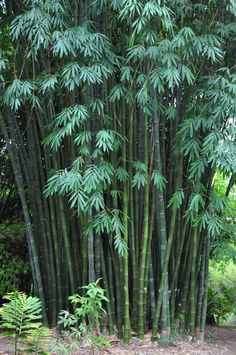 Full Sun Container Plants, Eucalyptus Deglupta, Bamboo Seeds, Indoor Plants Styling, Hanging Plant Wall, Bamboo Art