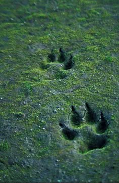 an animal's paw prints are shown in the green mossy grass, which is growing on the ground