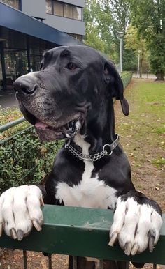 a large black and white dog sitting on top of a green bench