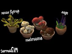 three pots filled with different types of mushrooms and plants in them, all labeled in the same language