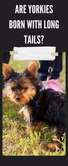 a small dog on a leash with the caption are yorkies born with long tails?