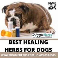 Very Best Herbs For Dogs Thyme Tincture, Dog Hip Dysplasia, Wheatgrass Benefits, Herbs For Dogs, Thyme Tea, Dog Remedies, Dog Joints, Kinds Of Animals, Herbal Healing