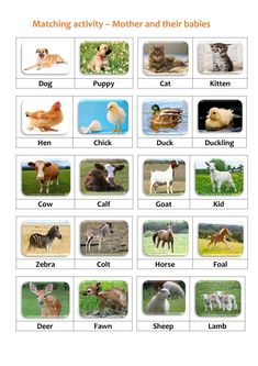 matching activity - mother and their babies with pictures of dogs, cats, chickens, zebras