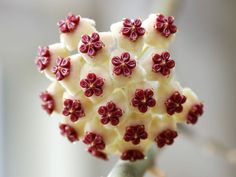 a close up view of some white and red flowers