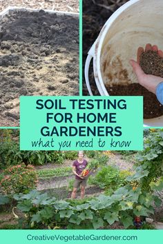 text: soil testing for vegetable gardeners, what you need to know; photos: garden bed soil, hand in bucket, woman in lush garden holding harvest Testing Soil For Garden, Homesteading Garden, How To Test Ph Level Of Soil, Adding Nutrients To Garden Soil, Soil Test, How To Amend Garden Soil, Cold Frames, Baking Soda Vinegar