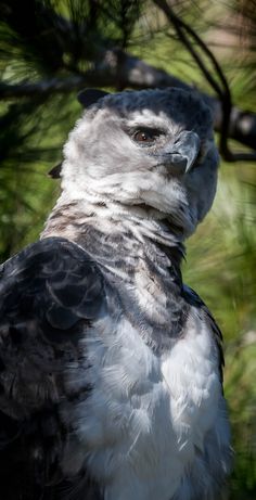 an owl is standing in the grass near some pine trees and looking at the camera