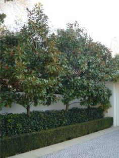 the driveway is lined with hedges and trees