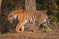 a tiger walking in the woods near some trees