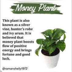 a plant in a pot with the words money plant