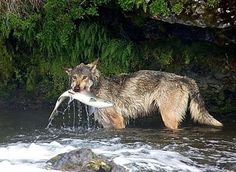 a dog in the water with a fish in it's mouth