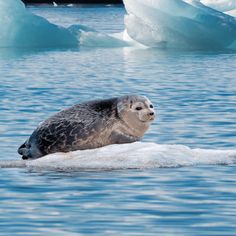 a seal sitting on top of an ice floet