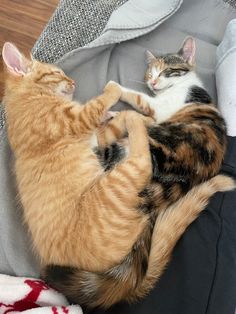 two cats are laying on top of each other