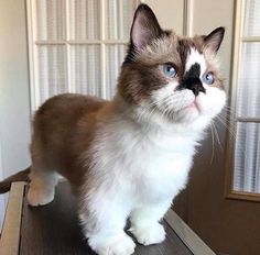 a brown and white cat standing on top of a table