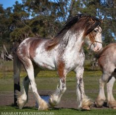 two brown and white horses walking in the grass