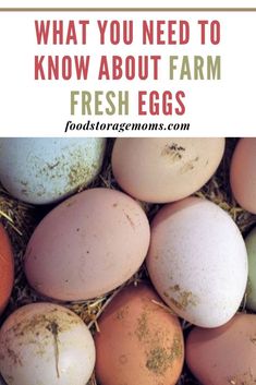 what you need to know about farm fresh eggs