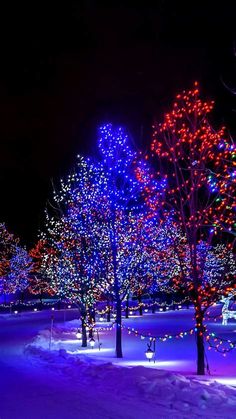 trees are lit up with christmas lights in the night sky and snow on the ground