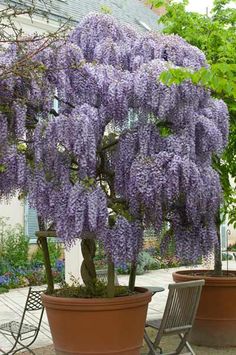 purple flowers are growing on the branches of a tree in a potted planter