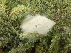 a close up view of the top of a pine tree