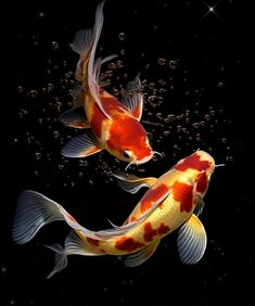 two gold and white koi fish swimming in the water with bubbles on it's surface