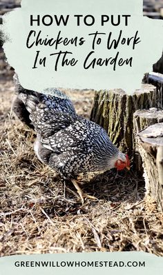 a chicken pecking at the ground with text overlay how to put chickens to work in the garden