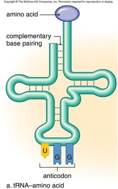 the diagram shows how an acid - based substance is attached to two different structures,