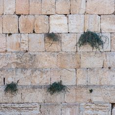 some plants growing out of the middle of a stone block wall with grass growing on it