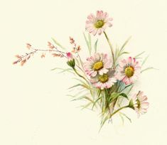 a watercolor painting of pink and white flowers on a white background with green stems