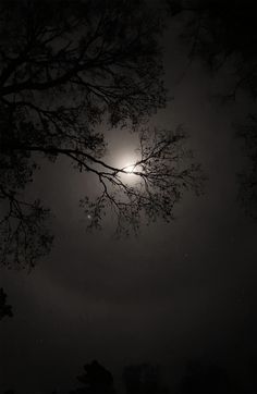 the moon shines brightly in the night sky above some tree branches and bare branches