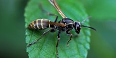 a large black and yellow insect sitting on top of a green leaf