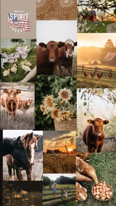 a collage of pictures with cows and sunflowers