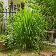 a large green plant sitting in the middle of a garden