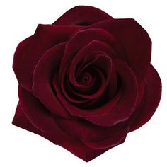 a red rose is shown on a white background