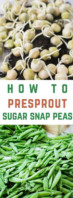 how to presprout sugar snap peas with text overlay that reads, how to presprout sugar snap peas