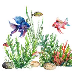 watercolor painting of fish and seaweed in an aquarium with rocks, plants and stones