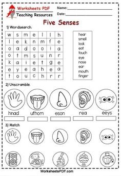 worksheet for teaching children about the five senses