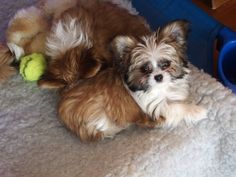 a small brown dog laying on top of a bed next to a stuffed animal toy