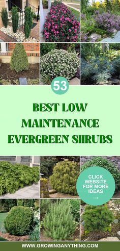 Choose evergreen shrubs that thrive with minimal effort. Each option offers year-round greenery and a hassle-free addition to your landscape. Small Evergreens, Evergreen Landscape Backyards, Evergreen Bushes In Front Of House, Full Shade Evergreen Shrubs, Year Round Landscaping, Evergreen Flowering Plants, Landscape Shrubs, Drought Tolerant Evergreen Shrubs, Small Shrubs In Front Of House