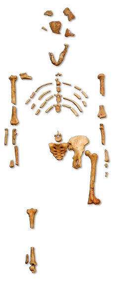 an image of a skeleton and bones with the caption lucy australopithecus