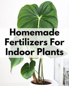 a potted plant with the words homemade fertilizers for indoor plants