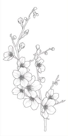 an ink drawing of flowers on a white background