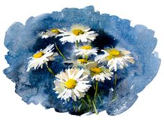 watercolor painting of daisies in blue and white