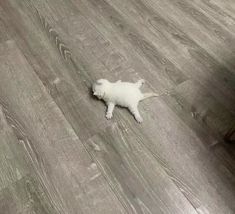 a small white kitten laying on top of a wooden floor