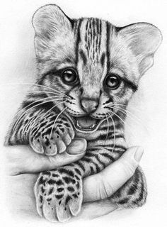 a pencil drawing of a baby tiger cub holding its mother's paw and looking at the camera