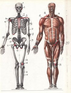 an image of a human body with muscles and tendors labeled in red on white paper