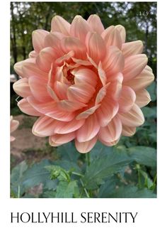 the large pink flower is blooming in the garden